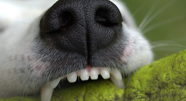 Gesunde Hundezähne-gesunder Hund
